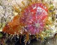 photo:B. & S. Koretz, see a larger picture
